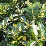 Euonymus fort. Blondy