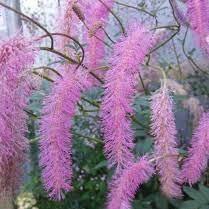 SANGUISORBA Lilac Squirrel