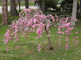 Prunus Cheals Weeping