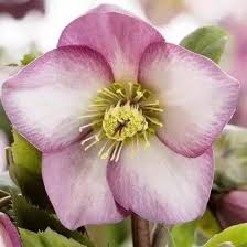 Helleborus (HGC) Ice NRoses early rose  P15