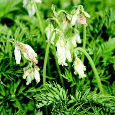 Dicentra eximia Alba