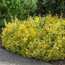 Euonymus Fort. Emerald n Gold