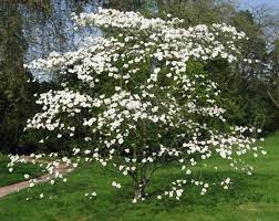 Cornus florida