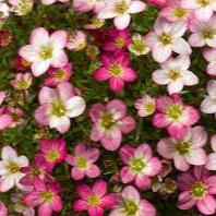 Saxifraga Picotee 3 Ltr