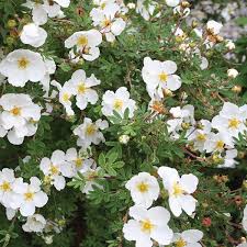 Potentilla abbotswood