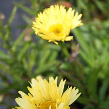 Leucanthemum x. sup. Goldfinch