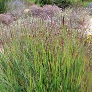 Panicum-Virgatum-Shenandoah-Plant