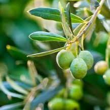 Olea europaea Olea Europaea Stem - 1241