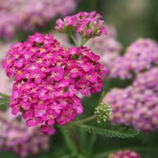 ACHILLEA m. Song Siren Layla