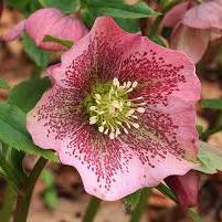 Helleborus ori.