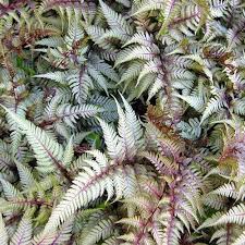 Athyrium met. pic. Red Beauty