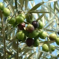 Olea europaea