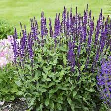 Salvia CARODONNA