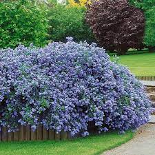 Ceanothus thry Repens