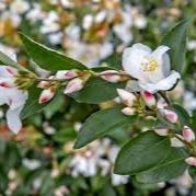 Camellia jap. Beauty Blush