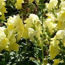 Antirrhinum Candy Yellow