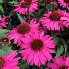 ECHINACEA SunSeekers Rosy