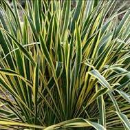 YUCCA filamentosa Bright Edge