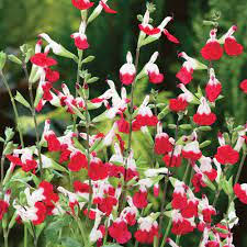 Salvia Hot lips