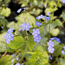 BRUNNERA mac. Jack Frost