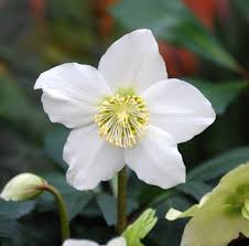 Helleborus niger Advent Star Early  C2, grade XXL