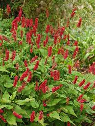 Persicaria-JS-Caliente-Plant