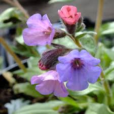 PULMONARIA Blakes Silver