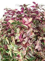 Tradescantia flum. Quadricolor