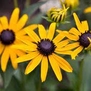 RUDBECKIA SULL. LITTLE GOLDSTAR