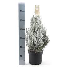 Picea glauca December C1.5 + snow