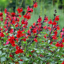 Salvia greggii Royal Bumble