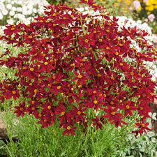 Tickseed (Coreopsis Red Satin)