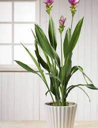 Curcuma alis.  Siam Splash    P14