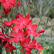 Schiozostylis coccinea Red