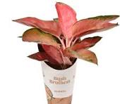 Aglaonema Red Star  P12