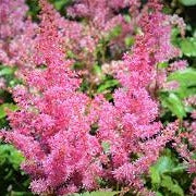 Astilbe Inshriach Pink