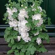 Alcea r. Spring Celebrities White