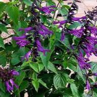 SALVIA Amistad