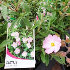 Cistus Silver Pink