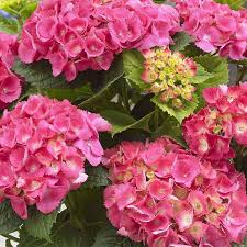 Hydrangea macr. Pink  P23, 7+ flower