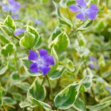 Vinca major Variegata