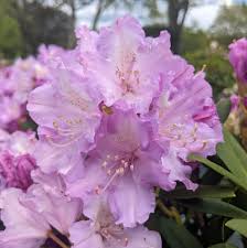 Rhododendron (Y) Carol. Allbrook