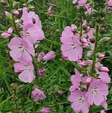 SIDALCEA Shimmer