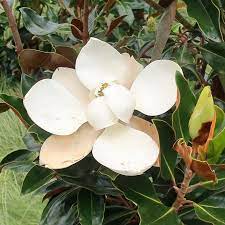 Magnolia grandiflora Little Gem   5 Ltr pot