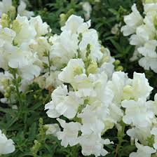 Antirrhinum majus mix Sonnet P19