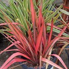 PHORMIUM Evening Glow          3L