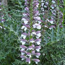 Acanthus-Spinosus-Plant