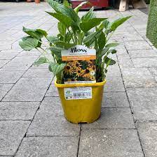 Black Eyed Susan Rudbeckia Fulgida Sullivantii Goldsturm (3Ltr Pot)