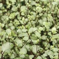 PITTOSPORUM Small Leaf Green