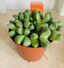 Pleiospilos nellii   P 8.5